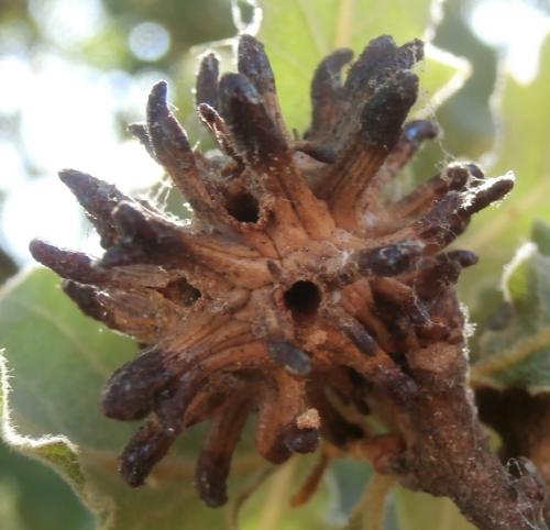 Andricus grossulariae
